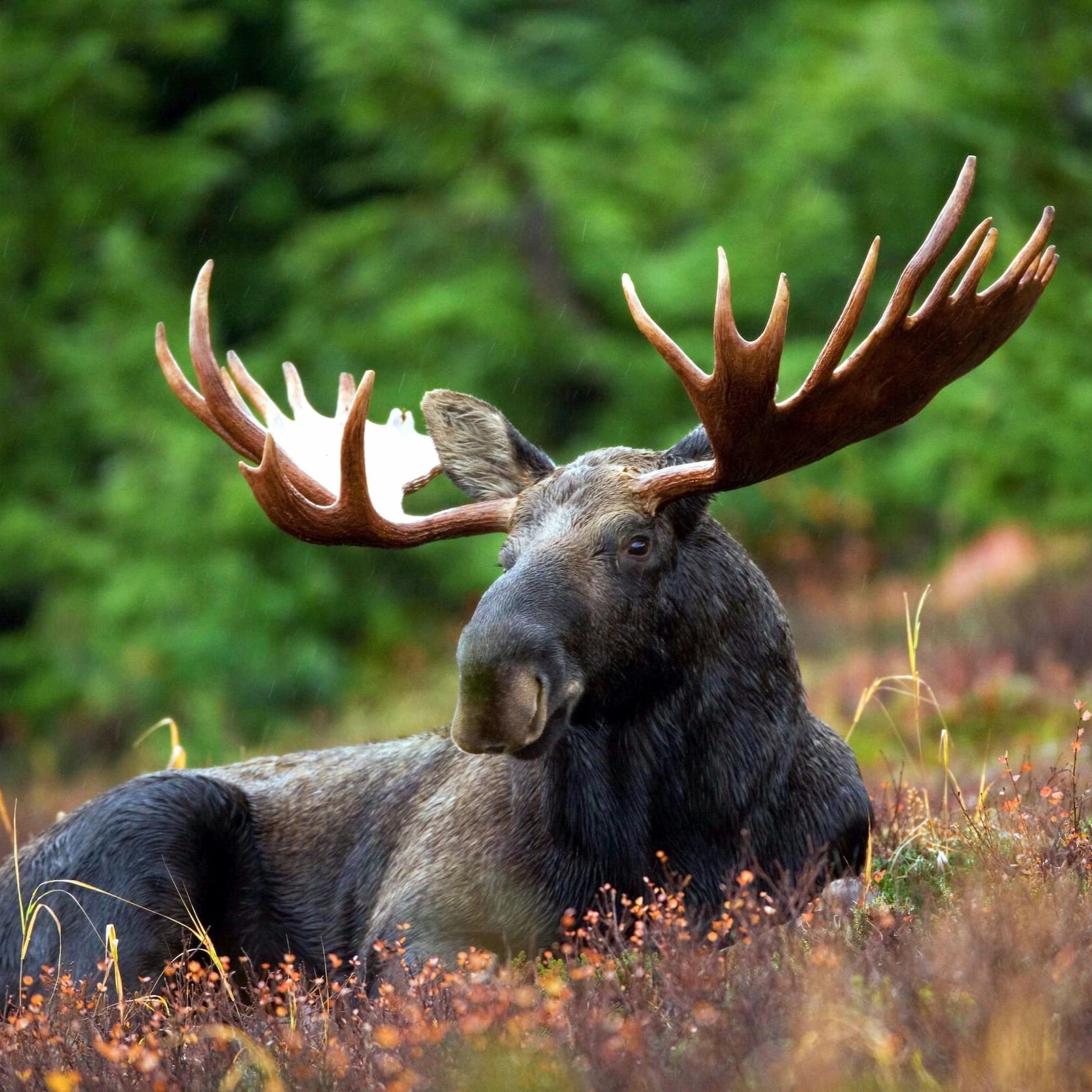 pexels-moose-76972 square